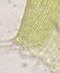 Isopterygiopsis muelleriana
