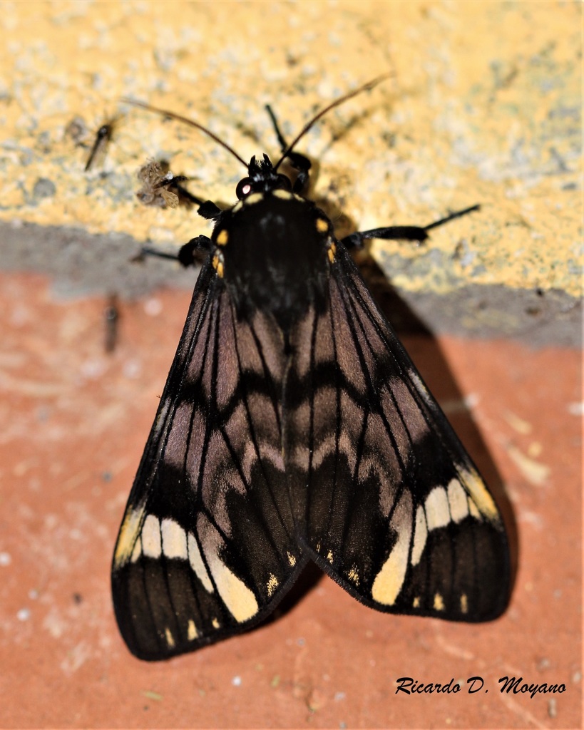 Dysschema hilara
