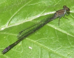 Enallagma novaehispaniae