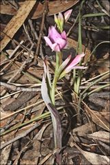 Thelymitra hiemalis