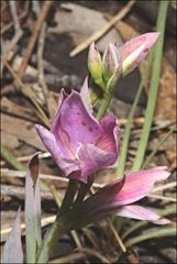 Thelymitra hiemalis