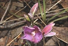 Thelymitra hiemalis