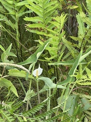 Peltandra sagittifolia