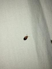 Prionocyphon discoideus