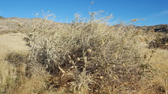 Atriplex canescens canescens