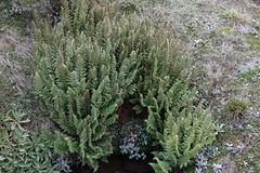 Polystichum cystostegium