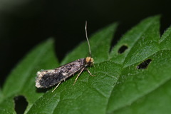 Monopis weaverella
