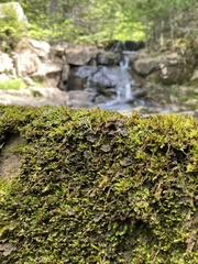 Peltigera lepidophora