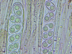 Adelphella babingtonii