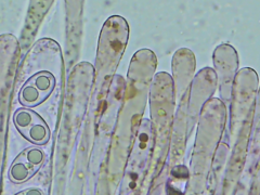 Adelphella babingtonii