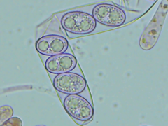 Adelphella babingtonii