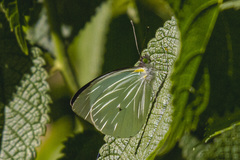 Leptophobia aripa balidia