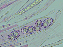 Adelphella babingtonii