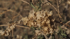 Atriplex canescens canescens