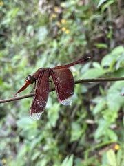 Neurothemis terminata