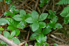 Lysimachia latifolia
