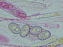 Adelphella babingtonii
