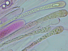 Adelphella babingtonii