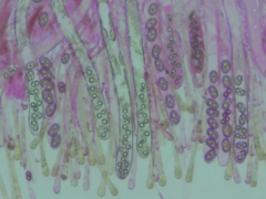 Adelphella babingtonii