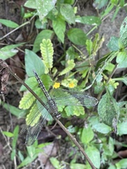 Neurothemis terminata