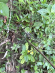 Neurothemis terminata