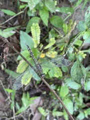 Neurothemis terminata