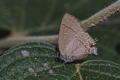 Calycopis caulonia