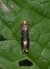 Monopis weaverella