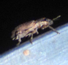 Sitona californius