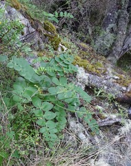 Gingidia montana