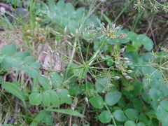 Gingidia montana