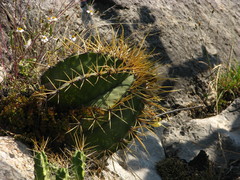 Astrophytum ornatum
