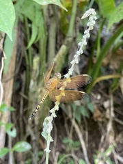 Neurothemis terminata