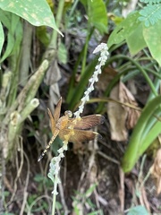 Neurothemis terminata