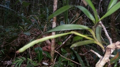 Jumellea stenophylla