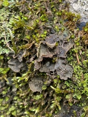Peltigera lepidophora