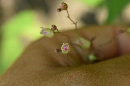 Image of Heuchera longiflora by no rights reserved