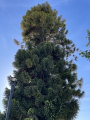 Araucaria bidwillii