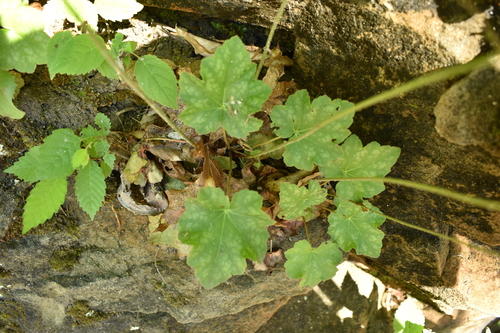Image of Heuchera longiflora by no rights reserved
