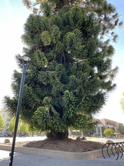 Araucaria bidwillii