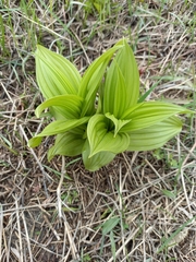 Veratrum oxysepalum