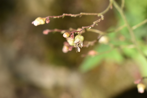 Image of Heuchera longiflora by no rights reserved