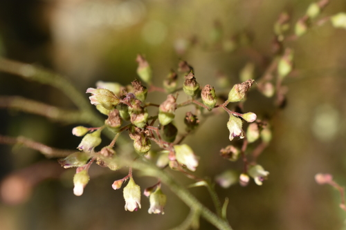 Image of Heuchera longiflora by no rights reserved
