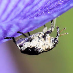 Mononychus vulpeculus