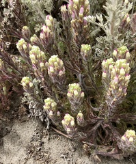 Castilleja exserta latifolia