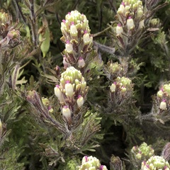 Castilleja exserta latifolia