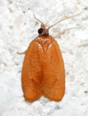 Sparganothis demissana