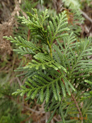 Libocedrus