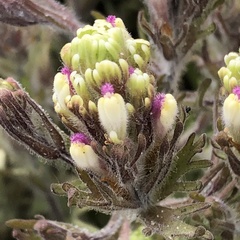 Castilleja exserta latifolia
