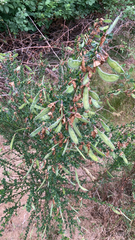 Cytisus scoparius